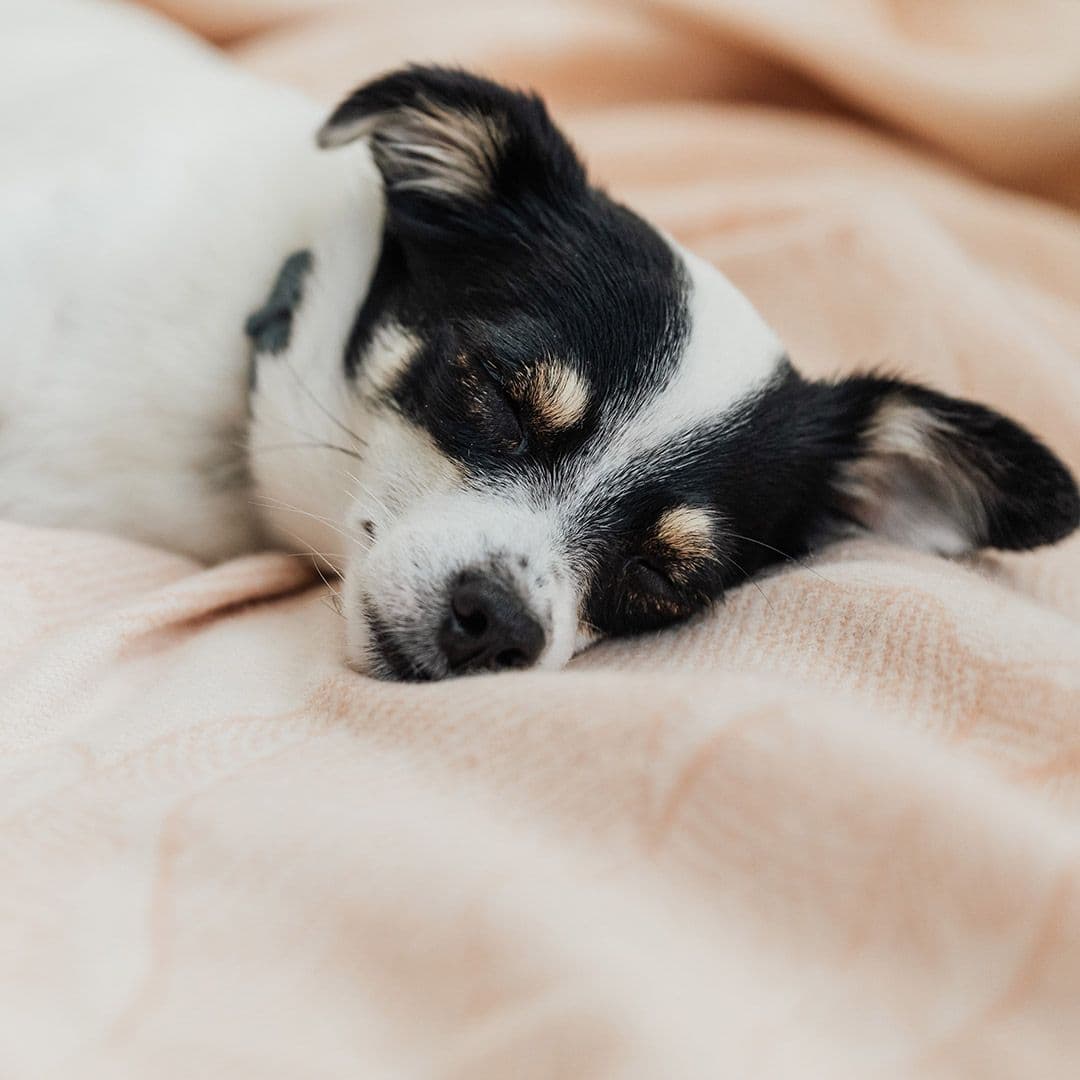 Black and white dog sleeping on top of a pink blanket