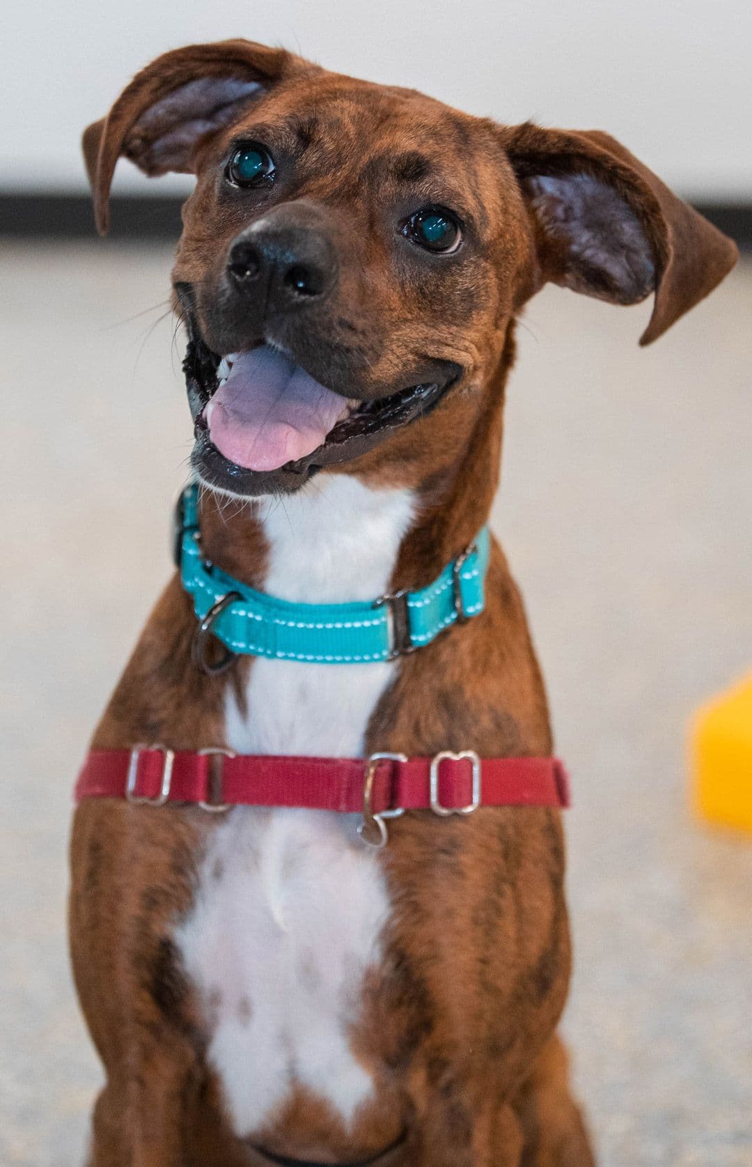 Brown dog inside Playful Pack