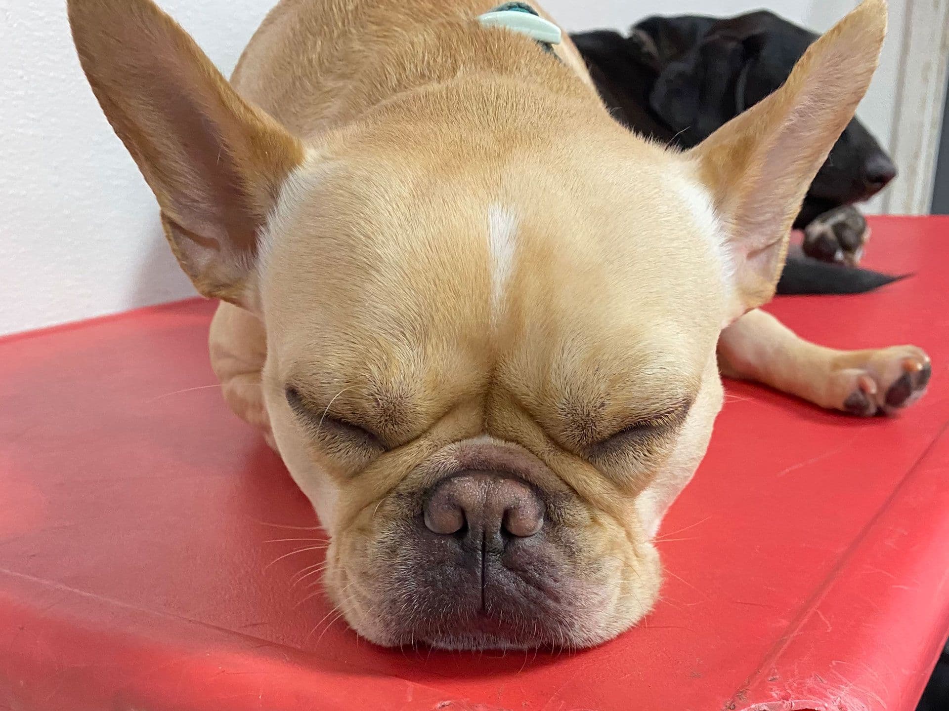 a french bulldog laying on top of a red ramp inside Playful Pack