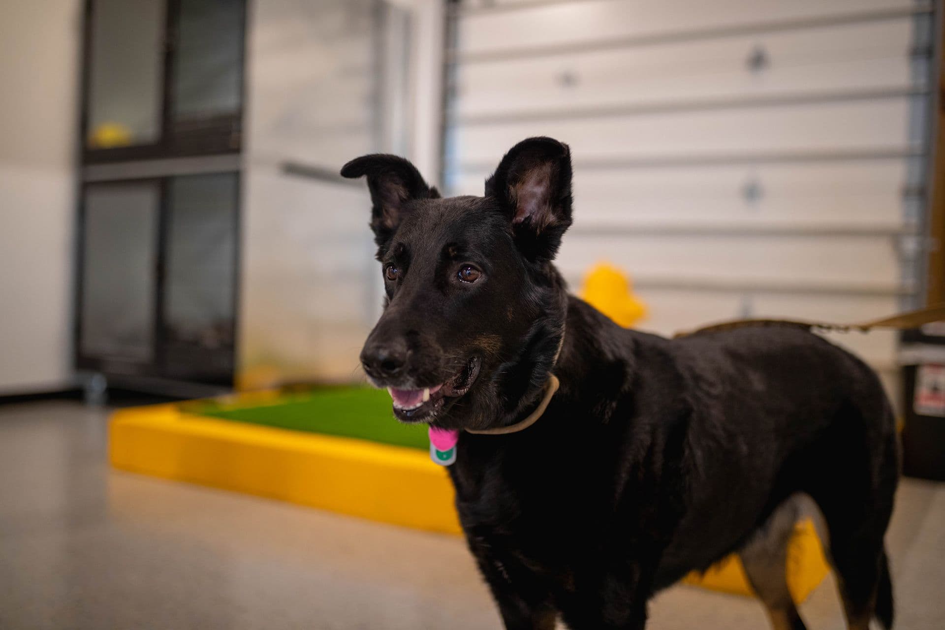 Black dog inside a Playful Pack dog daycare location
